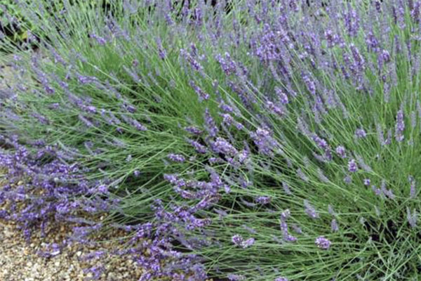 Fat Spike Lavender